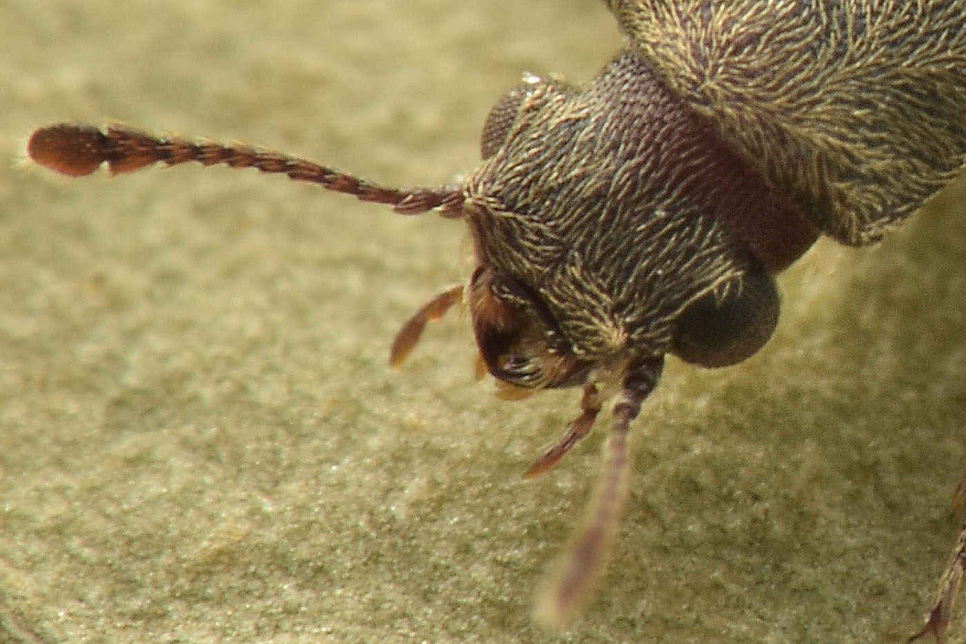 Bostrichidae: Trogoxylon sp.?  Sì, Trogoxylon cfr. parallelipipedum